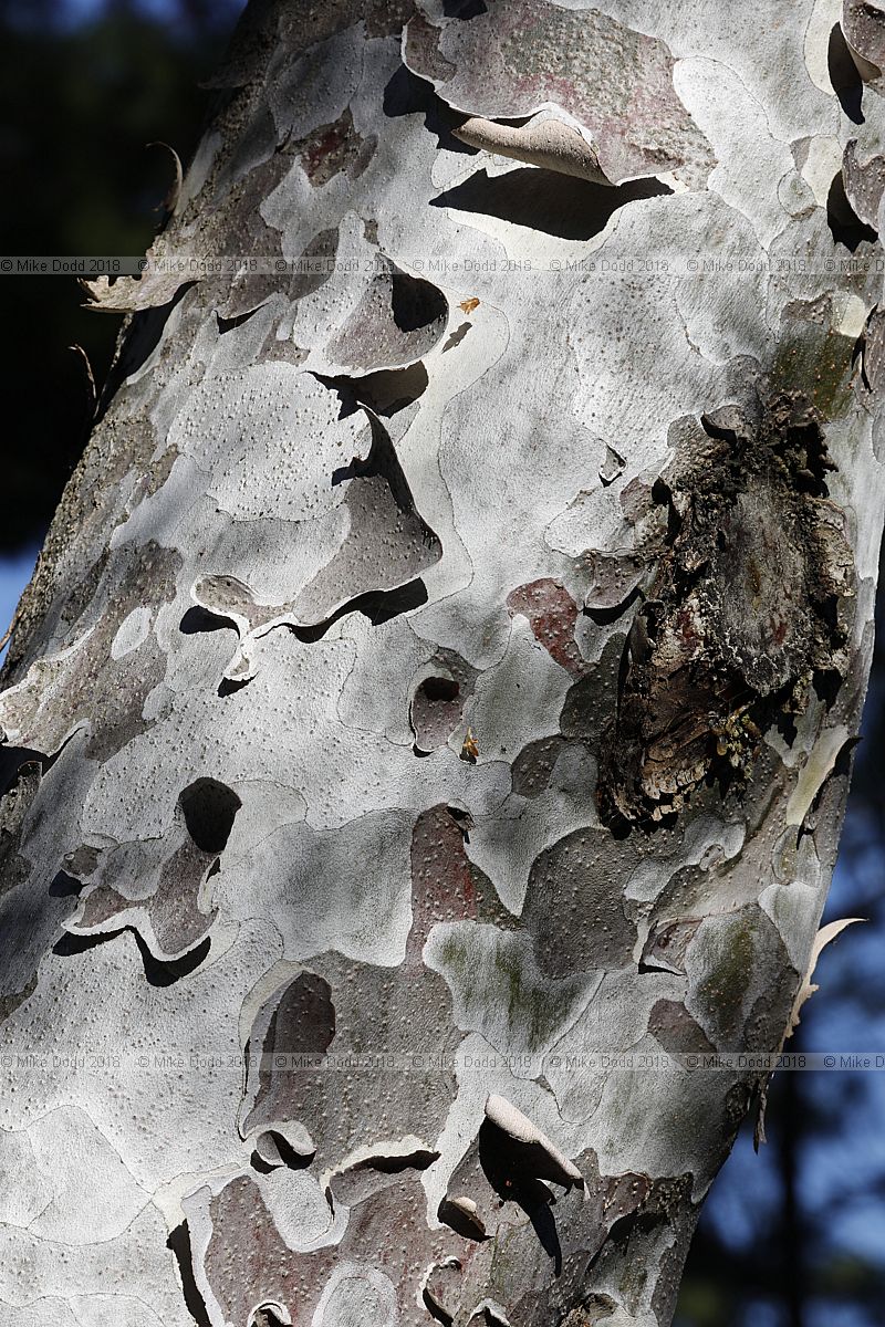 Pinus bungeana Lacebark pine