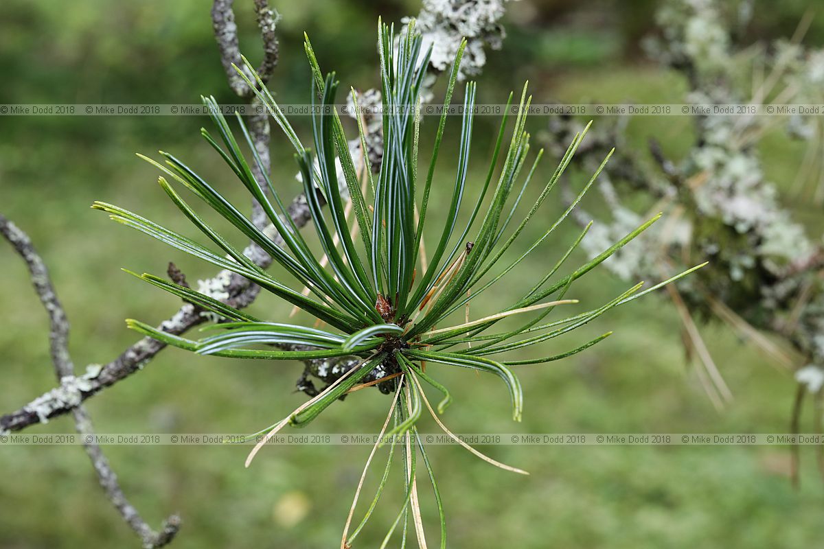 Pinus cembra Arolla pine