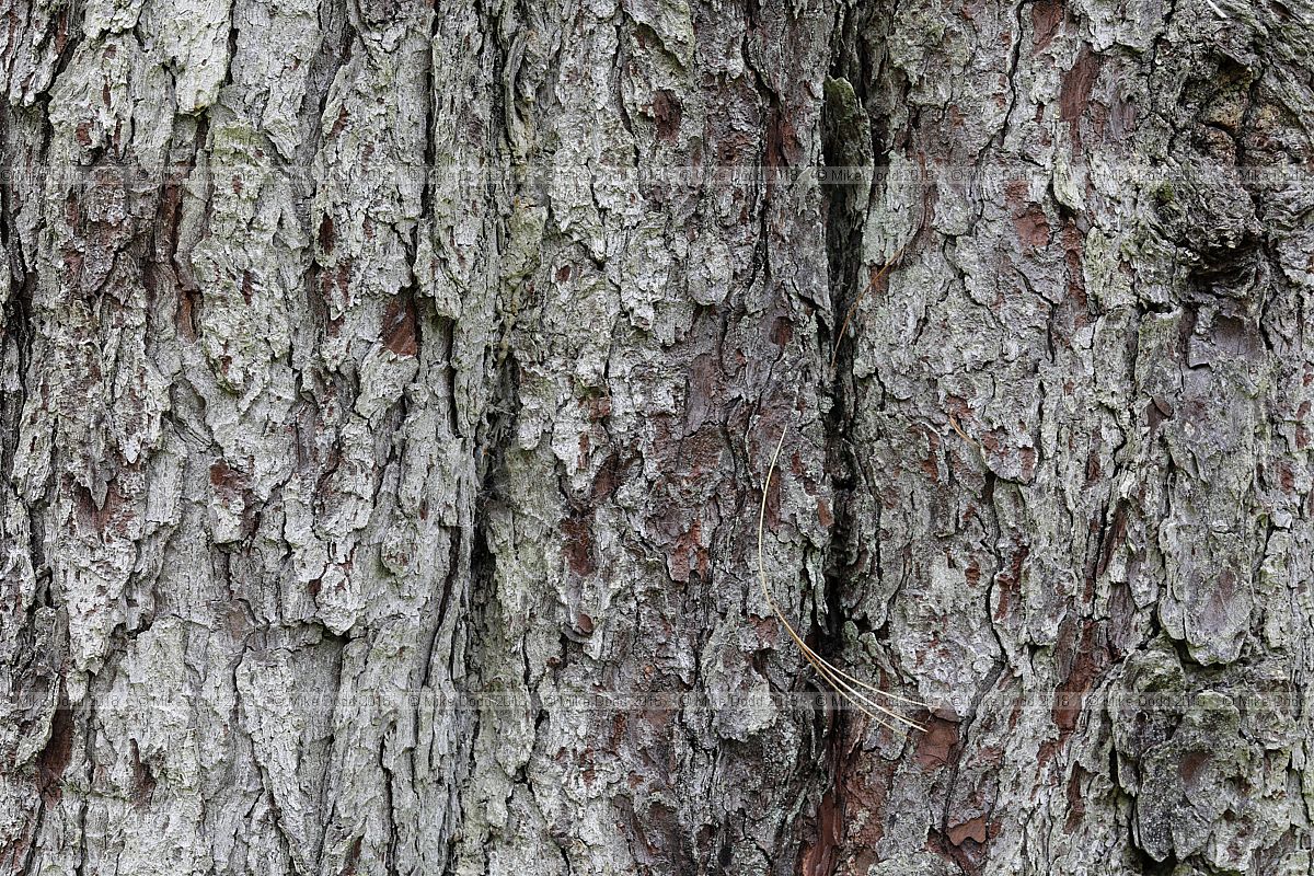 Pinus cembra Arolla pine