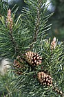 Pinus contorta var latifolia Lodgepole Pine