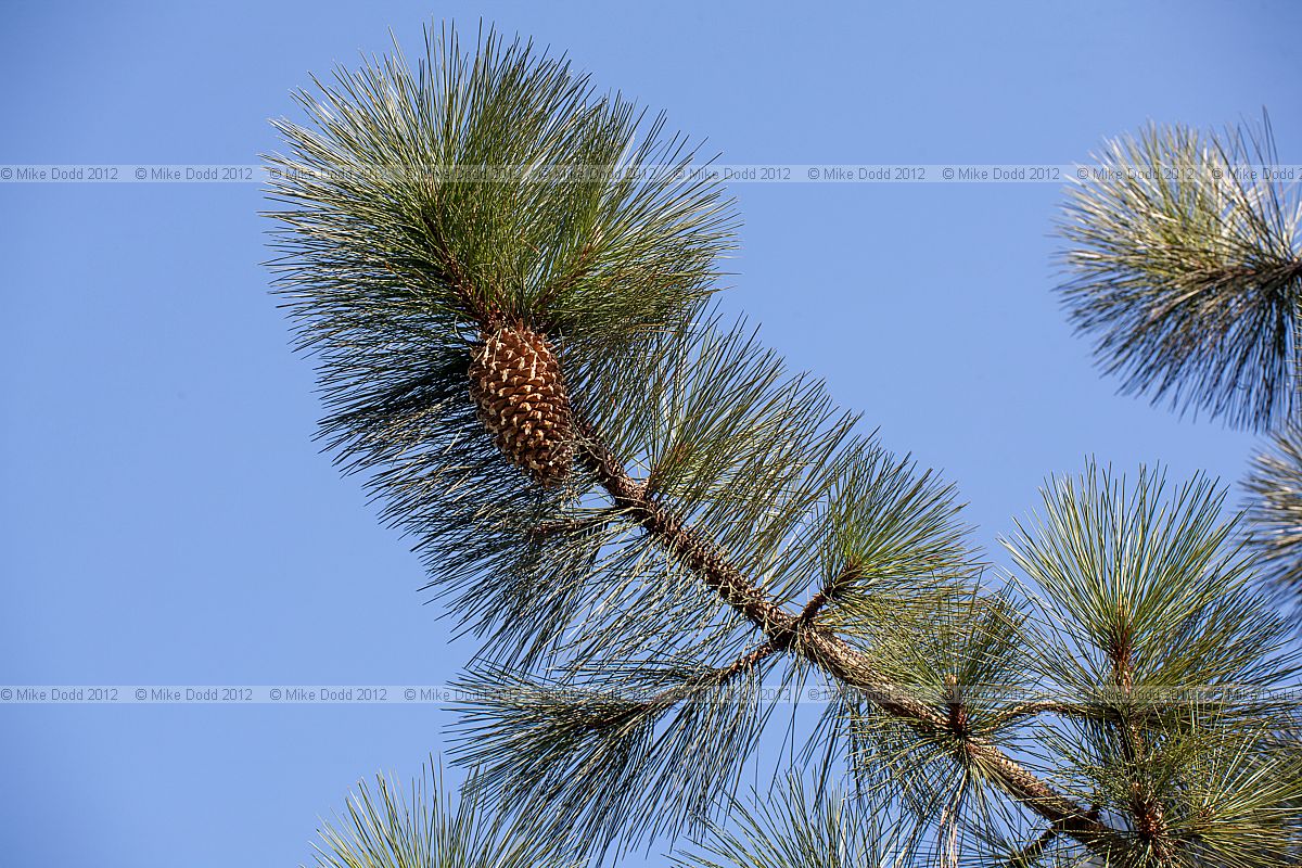 Pinus coulteri Big-cone pine