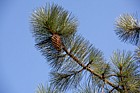 Pinus coulteri Big-cone pine