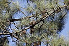 Pinus coulteri Big-cone pine