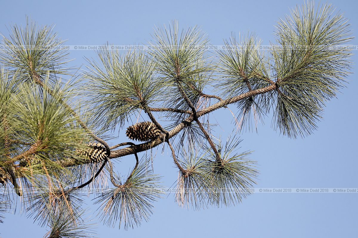 Pinus coulteri Big-cone pine
