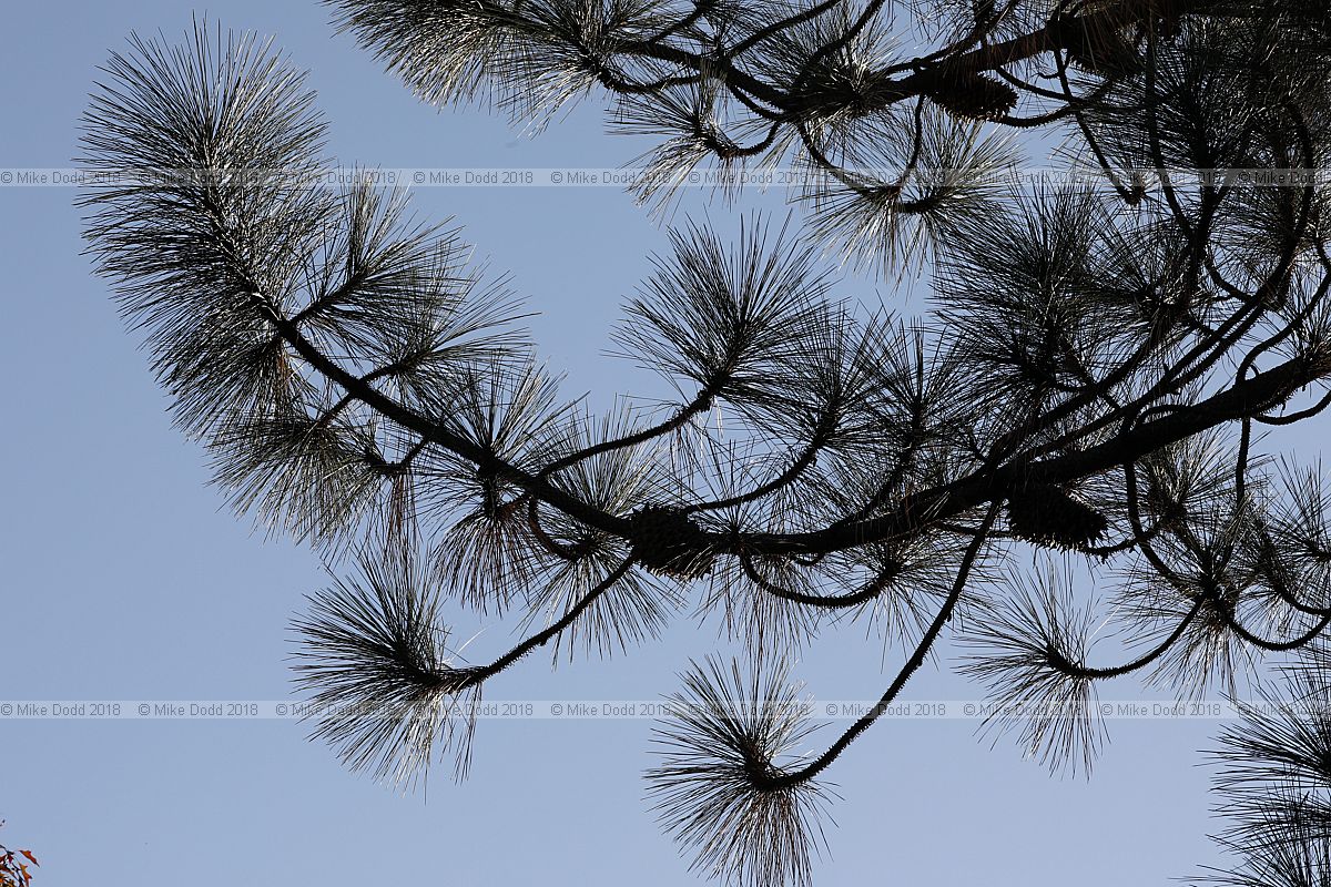 Pinus coulteri Big-cone pine