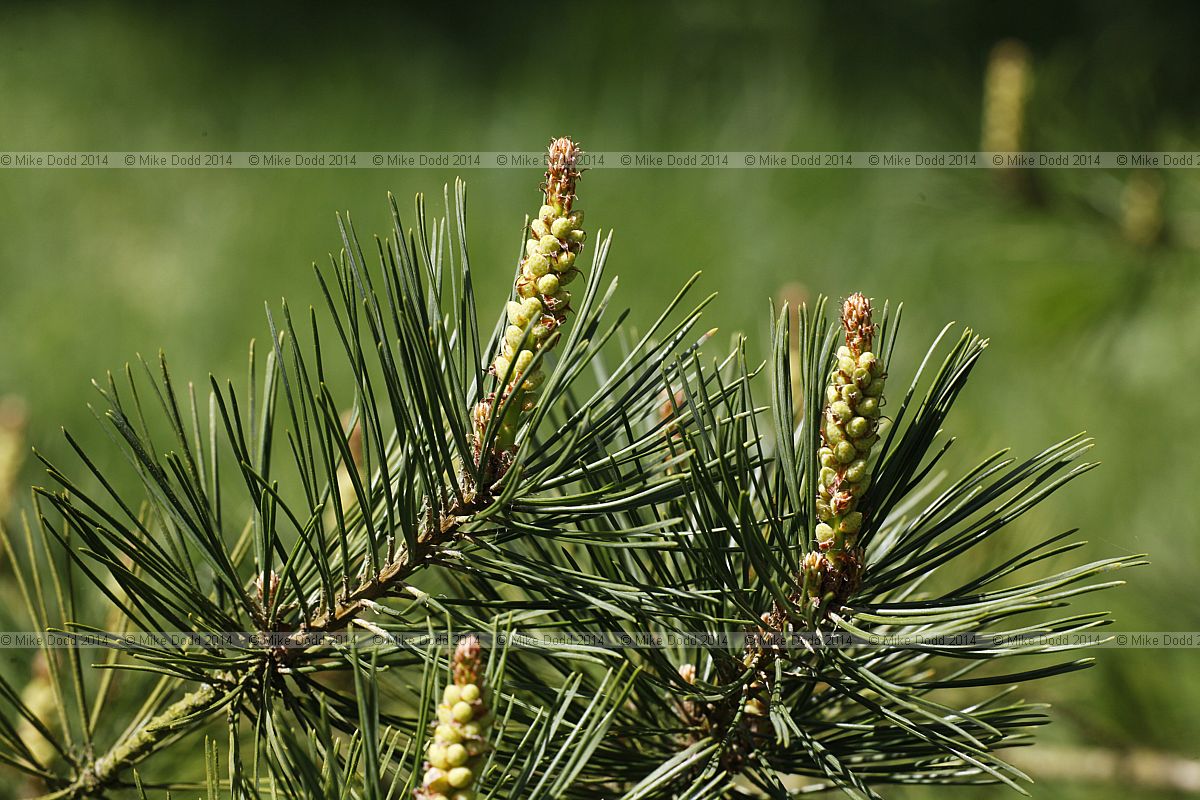 Pinus densiflora Japanese red pine