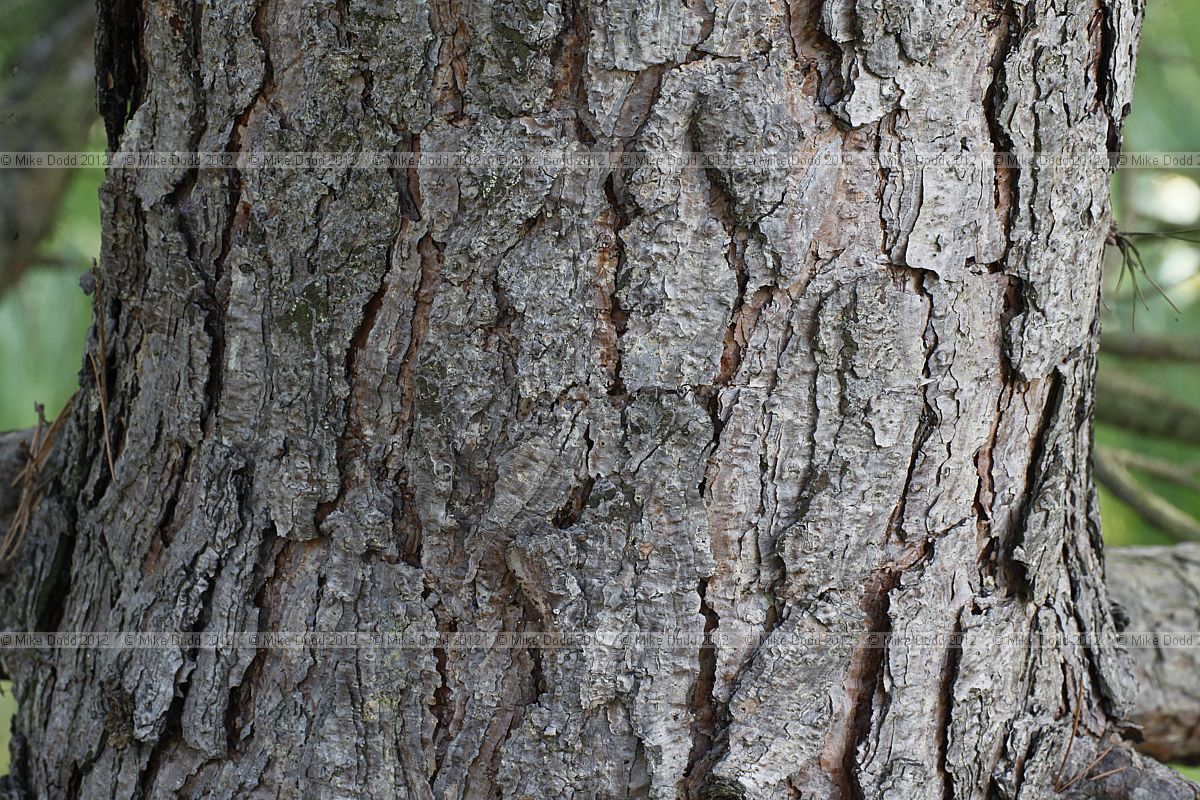 Pinus echinata Short-leaf Pine