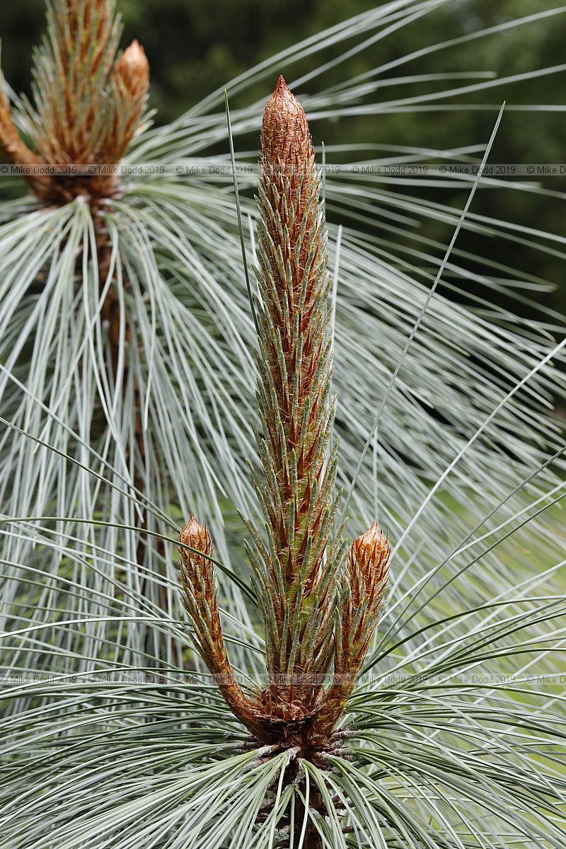 Pinus hartwegii Hartweg's pine