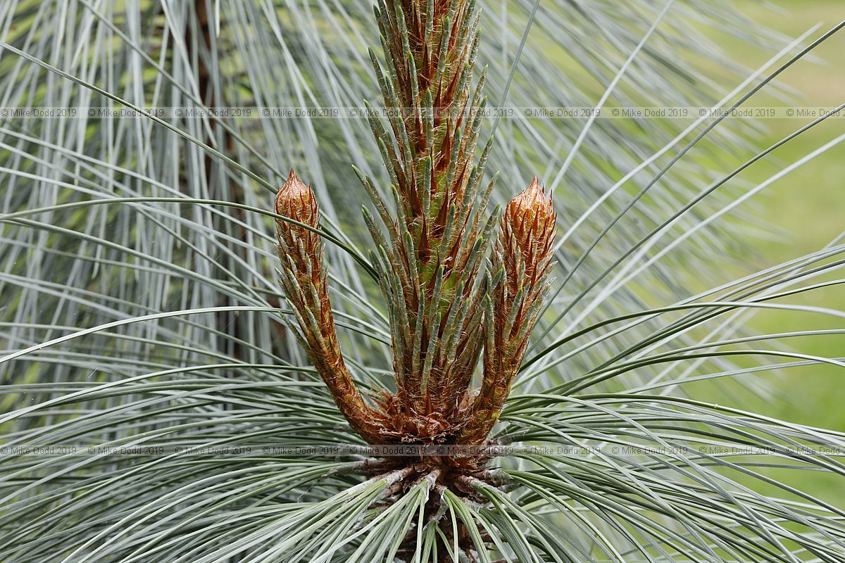 Pinus hartwegii Hartweg's pine