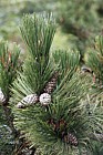 Pinus heldreichii Bosnian Pine