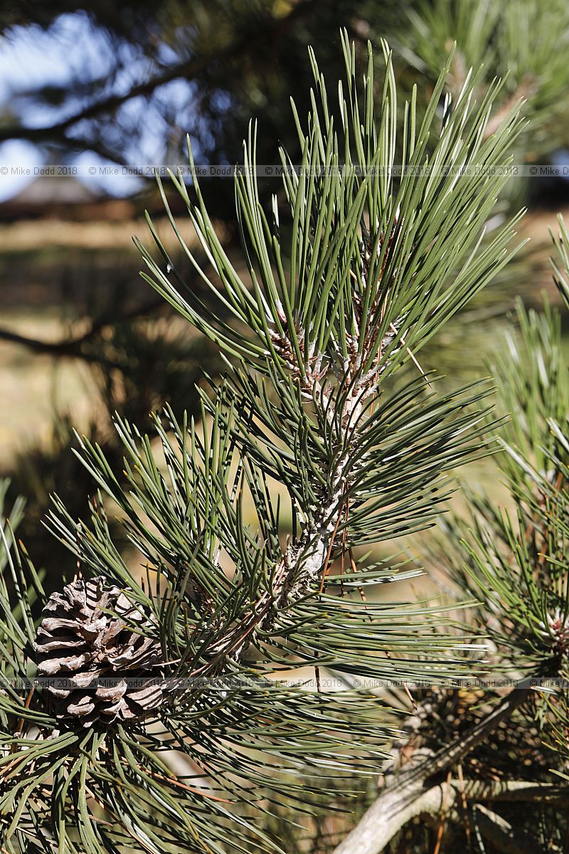 Pinus heldreichii Bosnian pine
