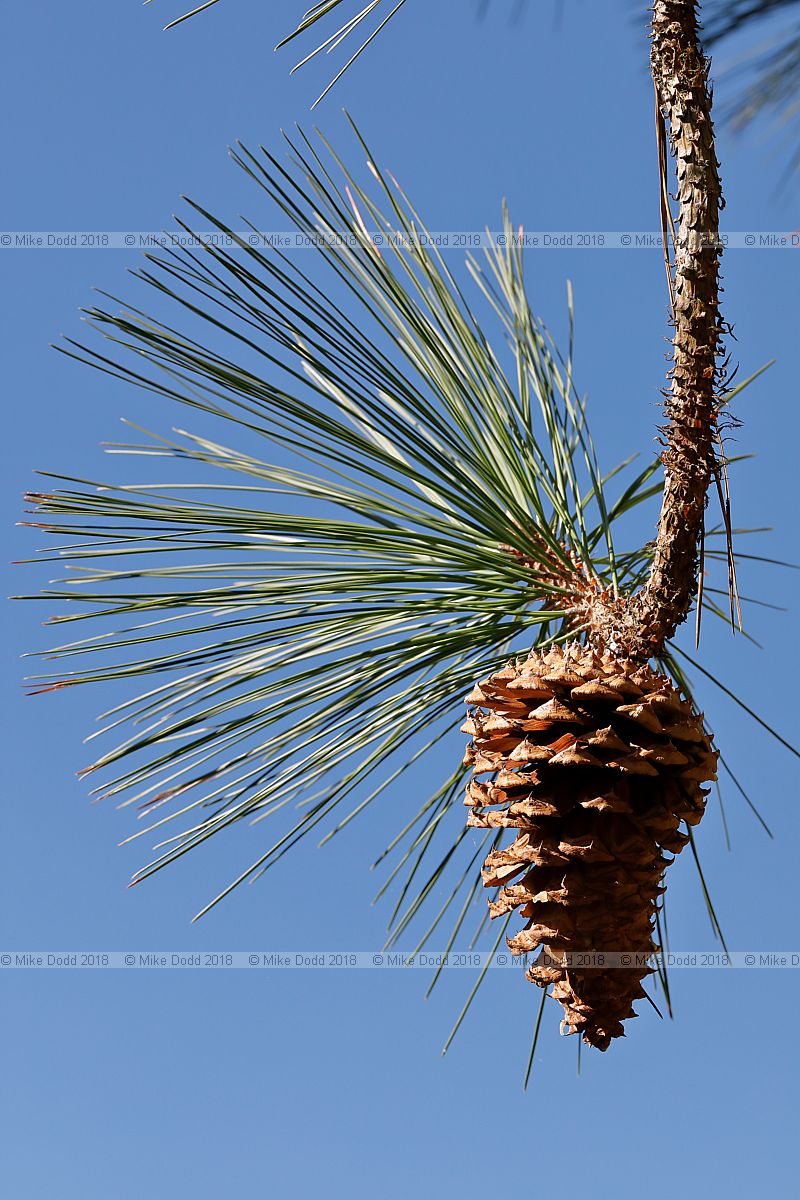 Pinus jeffreyi Jeffrey pine