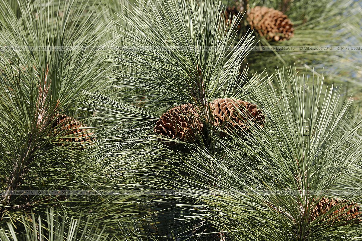 Pinus jeffreyi Jeffrey pine
