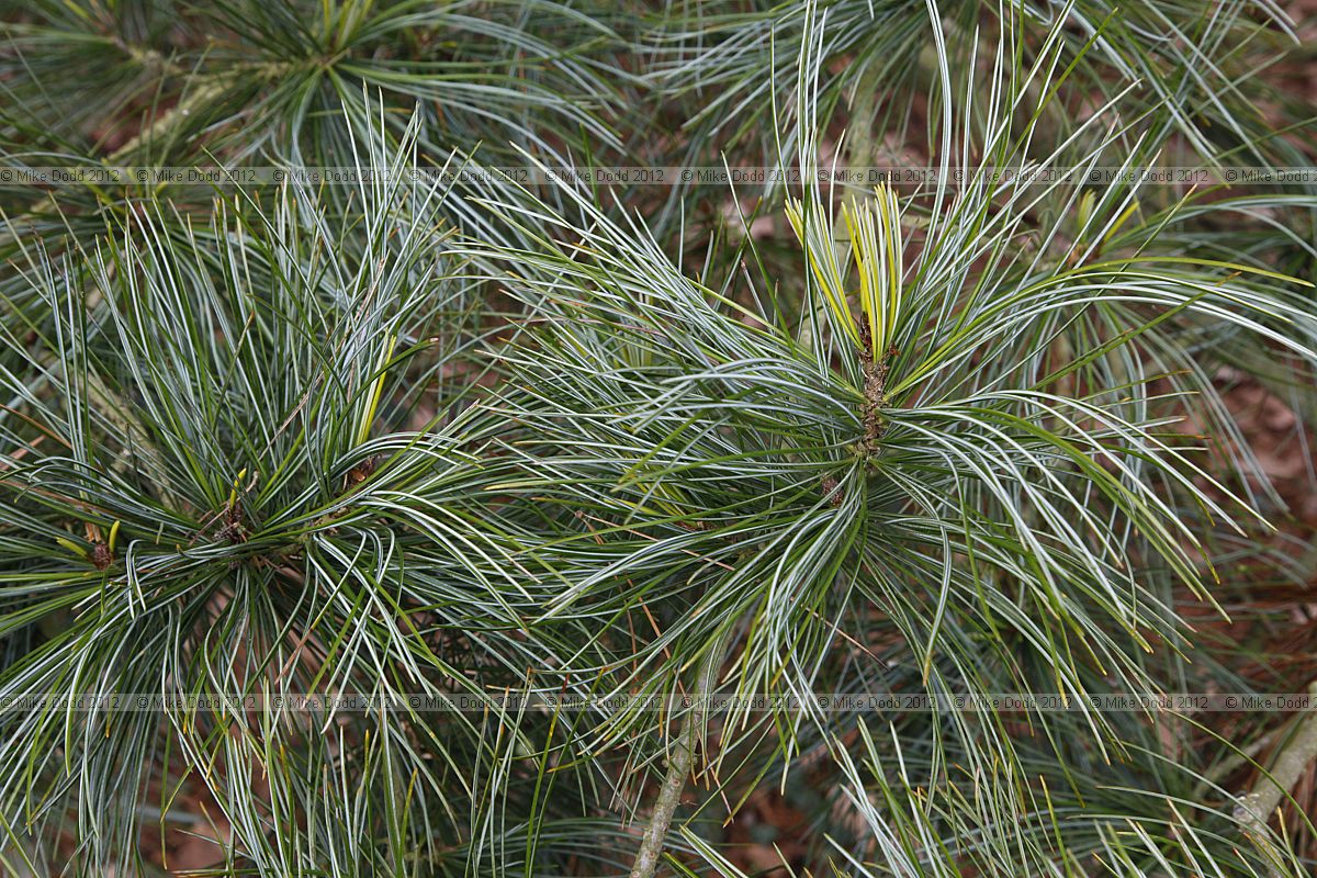 Pinus koraiensis