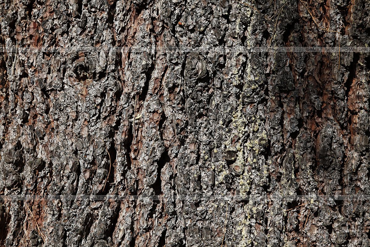 Pinus lambertiana Sugar Pine