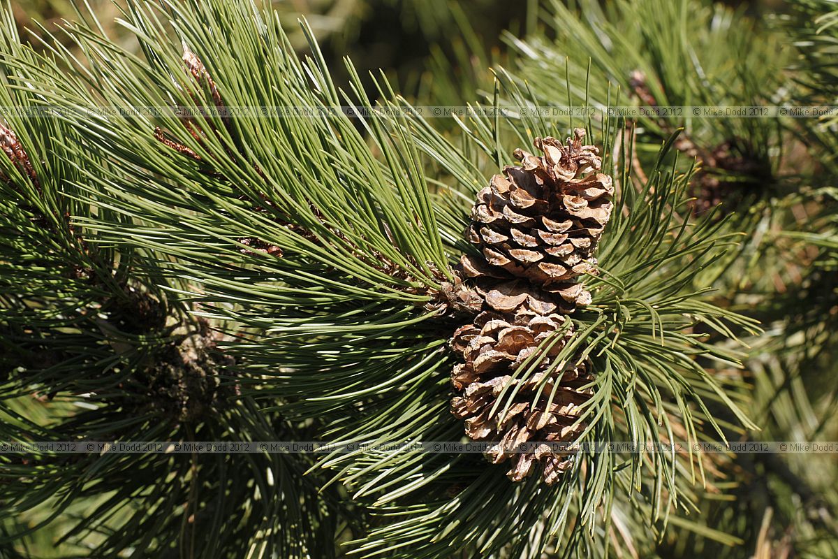 Pinus leucodermis