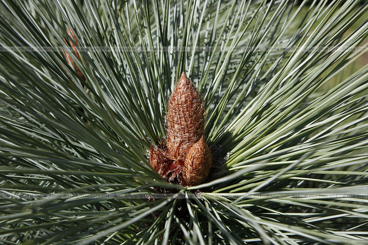Pinus montezumae 'Sheffield Park'