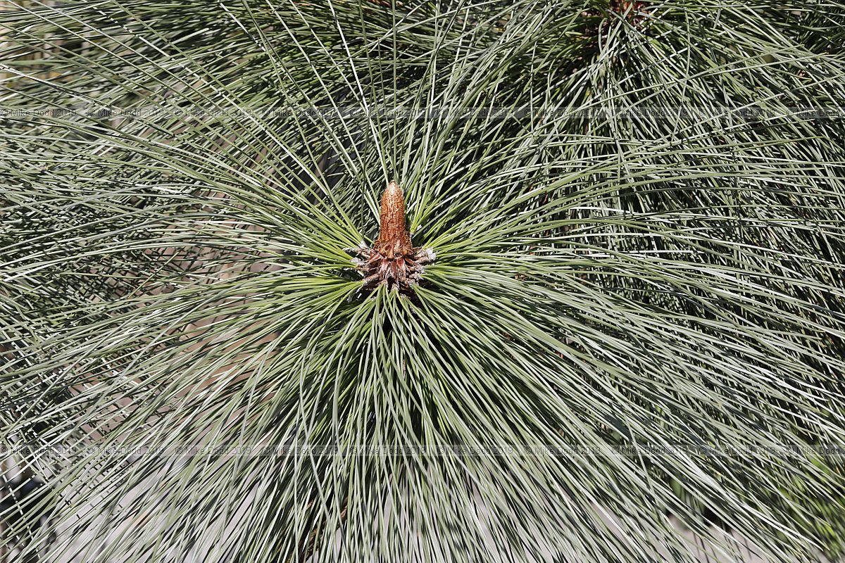 Pinus montezumae 'Sheffield Park'