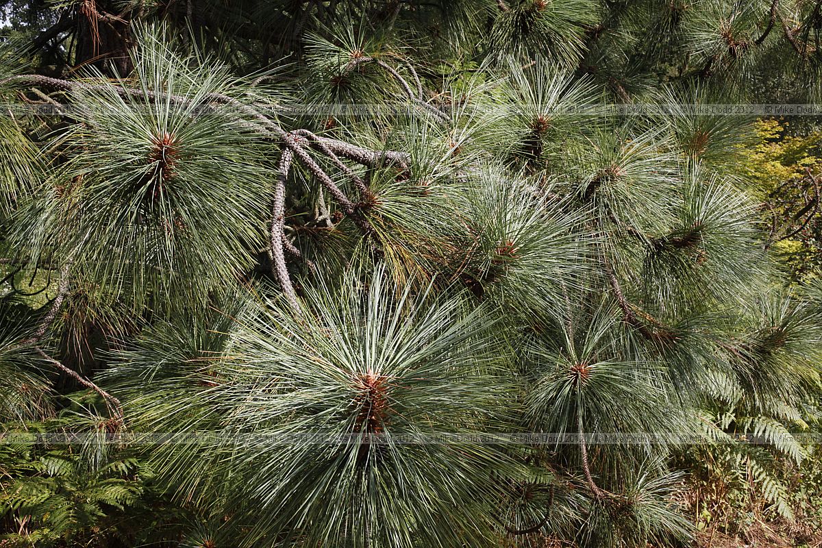 Pinus montezumae var rudis