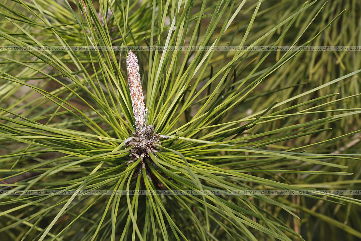 Pinus muricata Bishop pine