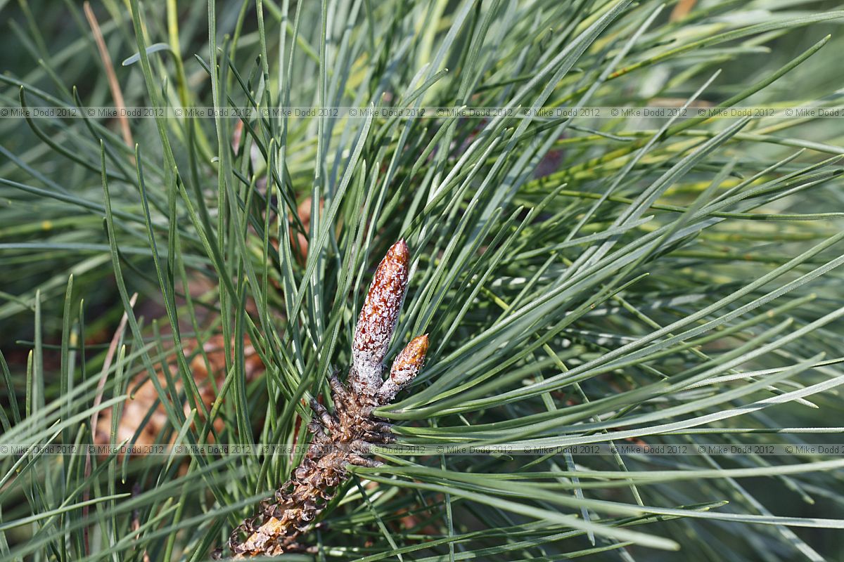 Pinus muricata Bishop Pine