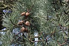 Pinus muricata Bishop Pine