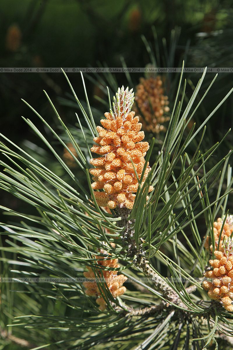 Pinus nigra