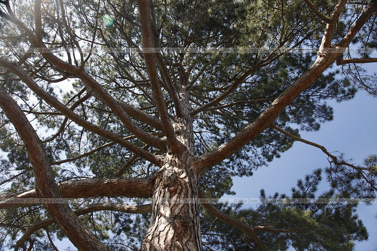 Pinus nigra