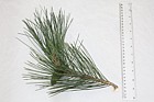 Pinus nigra subsp nigra Austrian Pine (?)