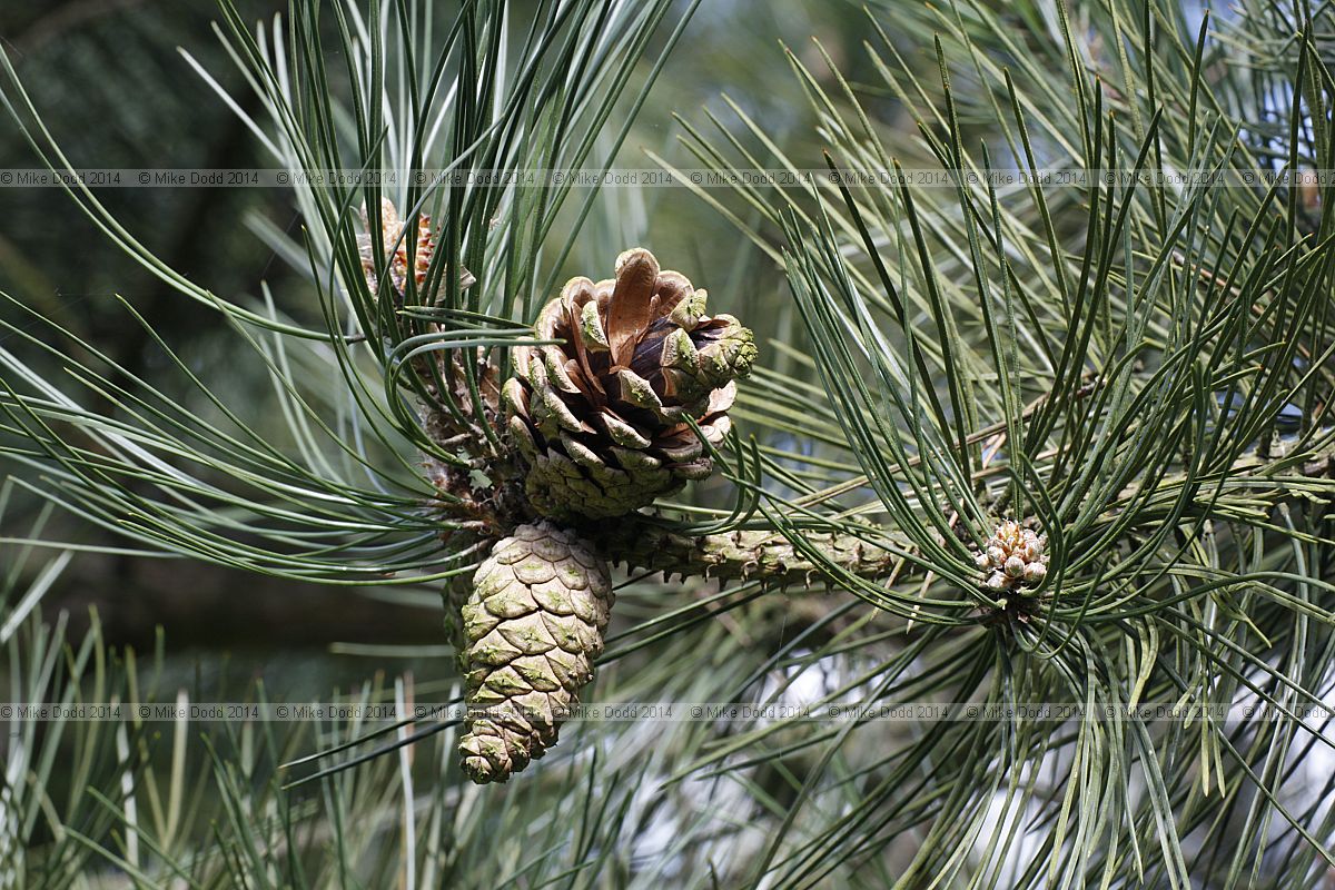 Pinus nigra ssp pallasiana Crimean pine