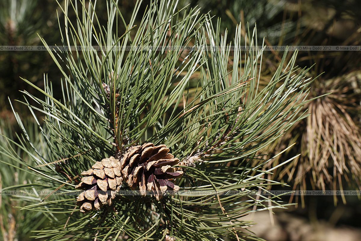Pinus nigra ssp pallasiana Crimean Pine