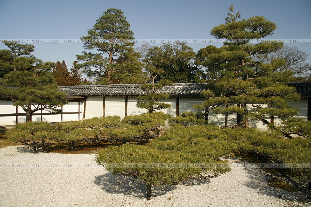 Pine at Ninna-ji in Japan