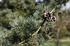 Pinus parviflora 'Gimborns Ideal'