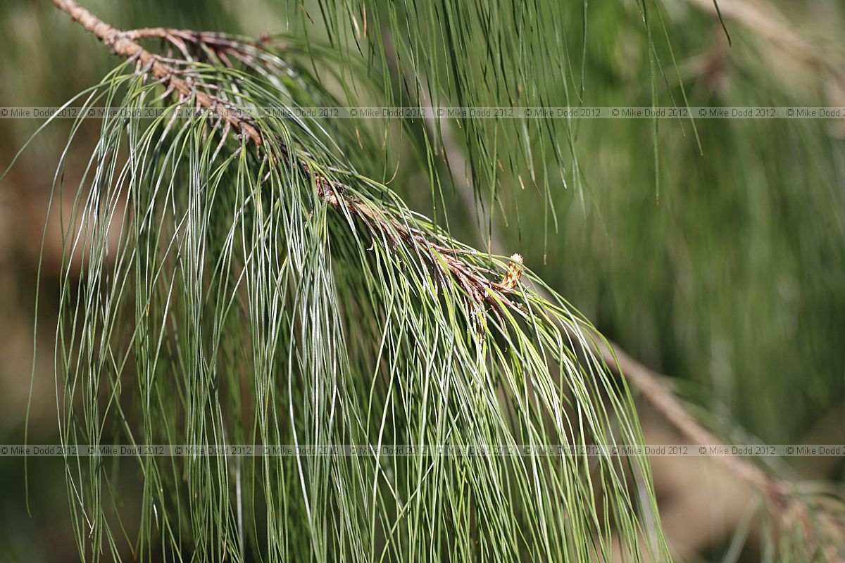 Pinus patula Mexican Weeping Pine