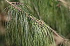 Pinus patula Mexican Weeping Pine