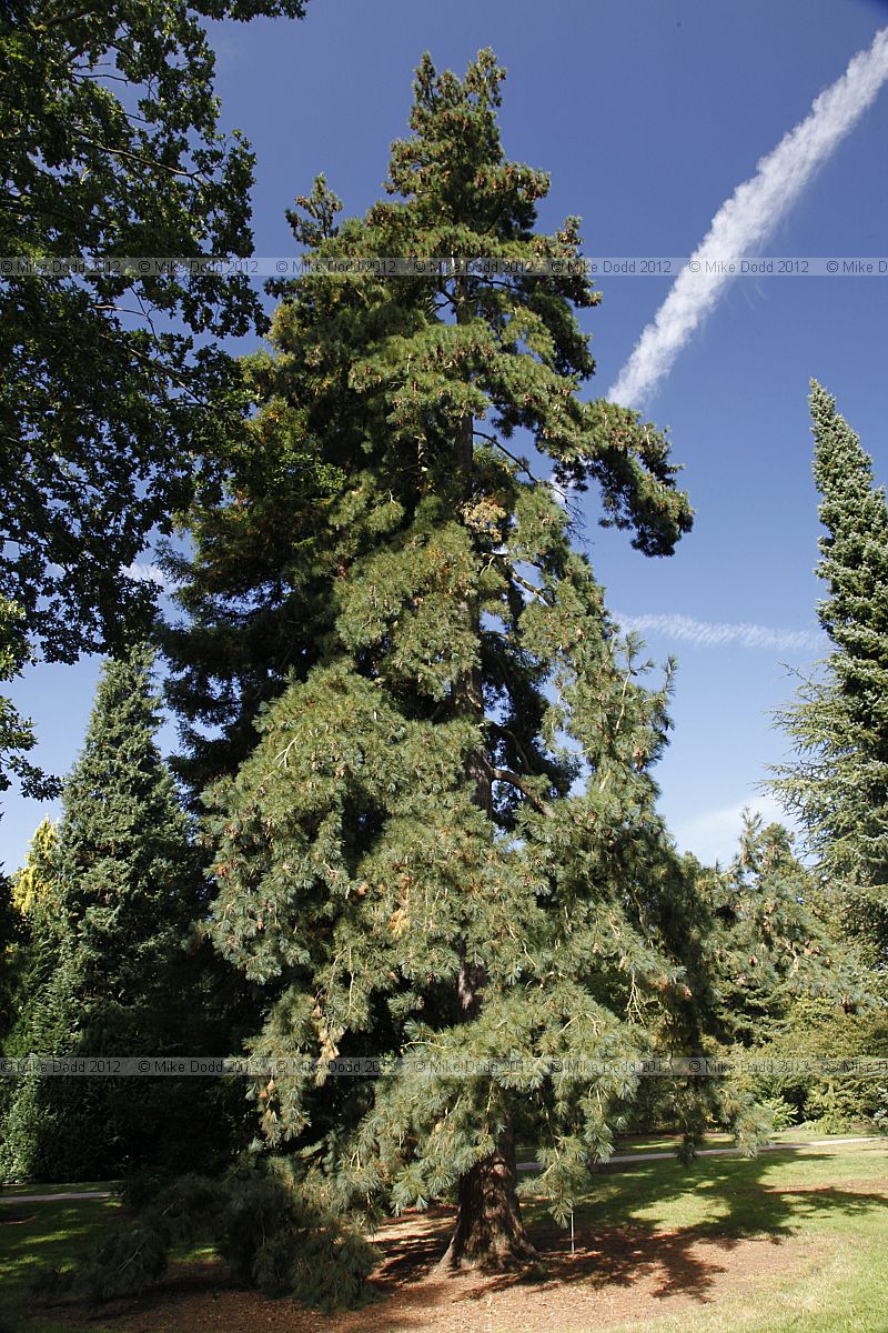 Pinus peuce Macedonian Pine