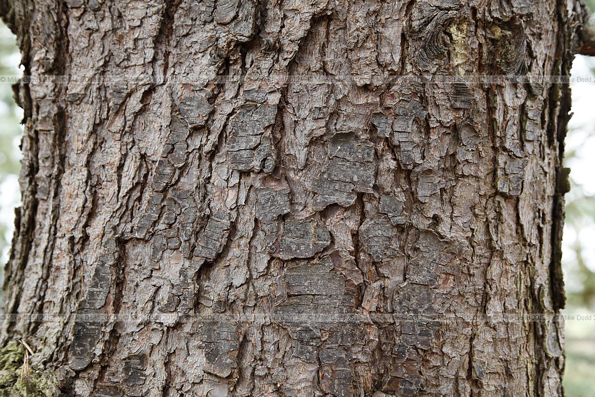Pinus peuce Macedonian pine