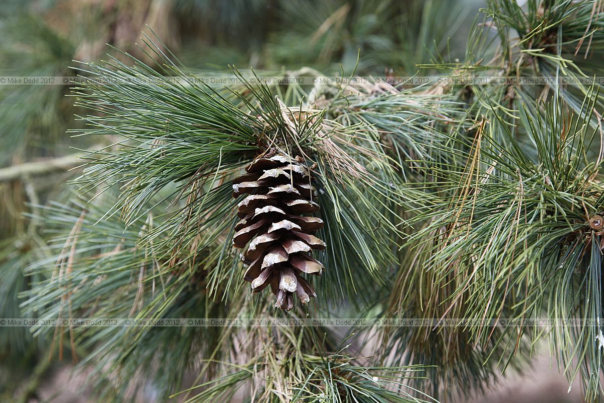 Pinus peuce Macedonian pine