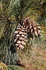 Pinus peuce Macedonian pine