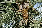 Pinus pinaster Maritime Pine