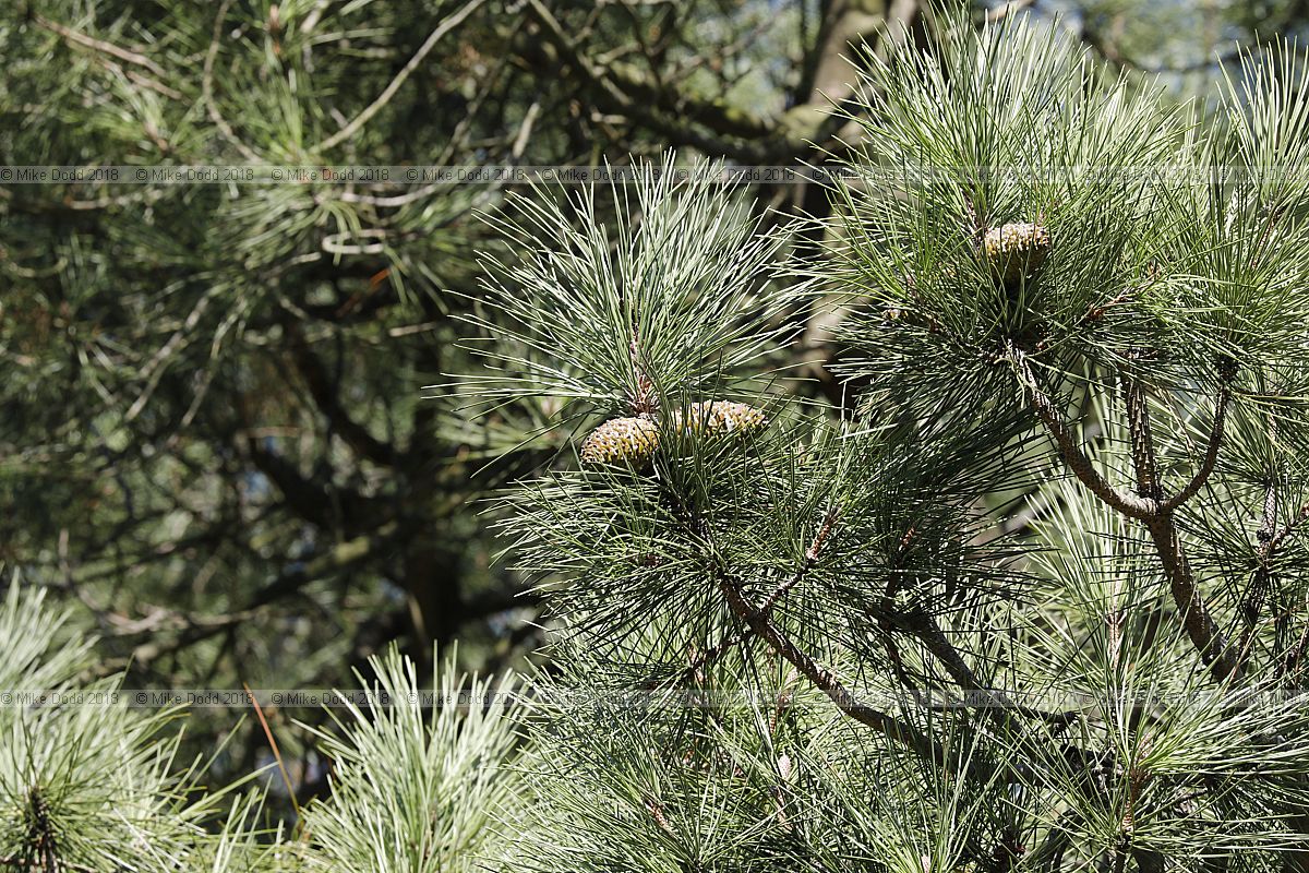 Pinus pinaster Maritime pine