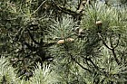 Pinus pinaster Maritime pine