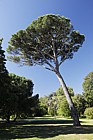 Pinus pinea Stone pine