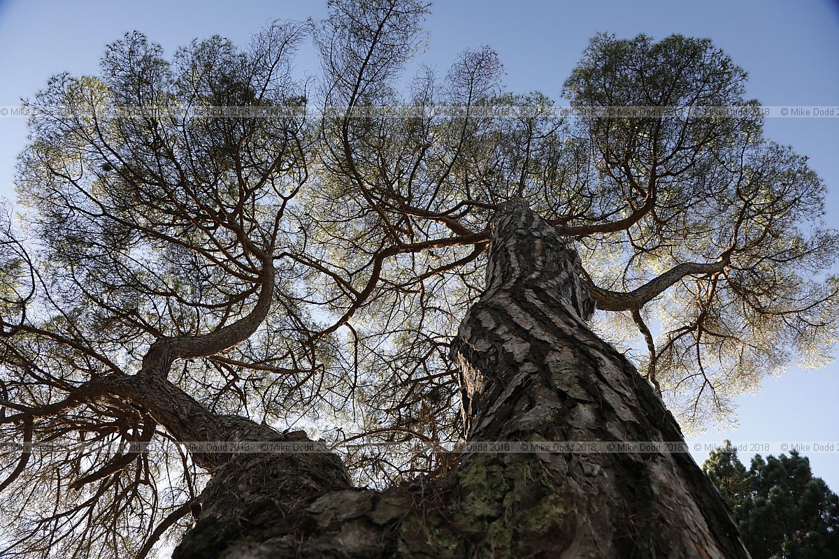 Pinus pinea Stone pine