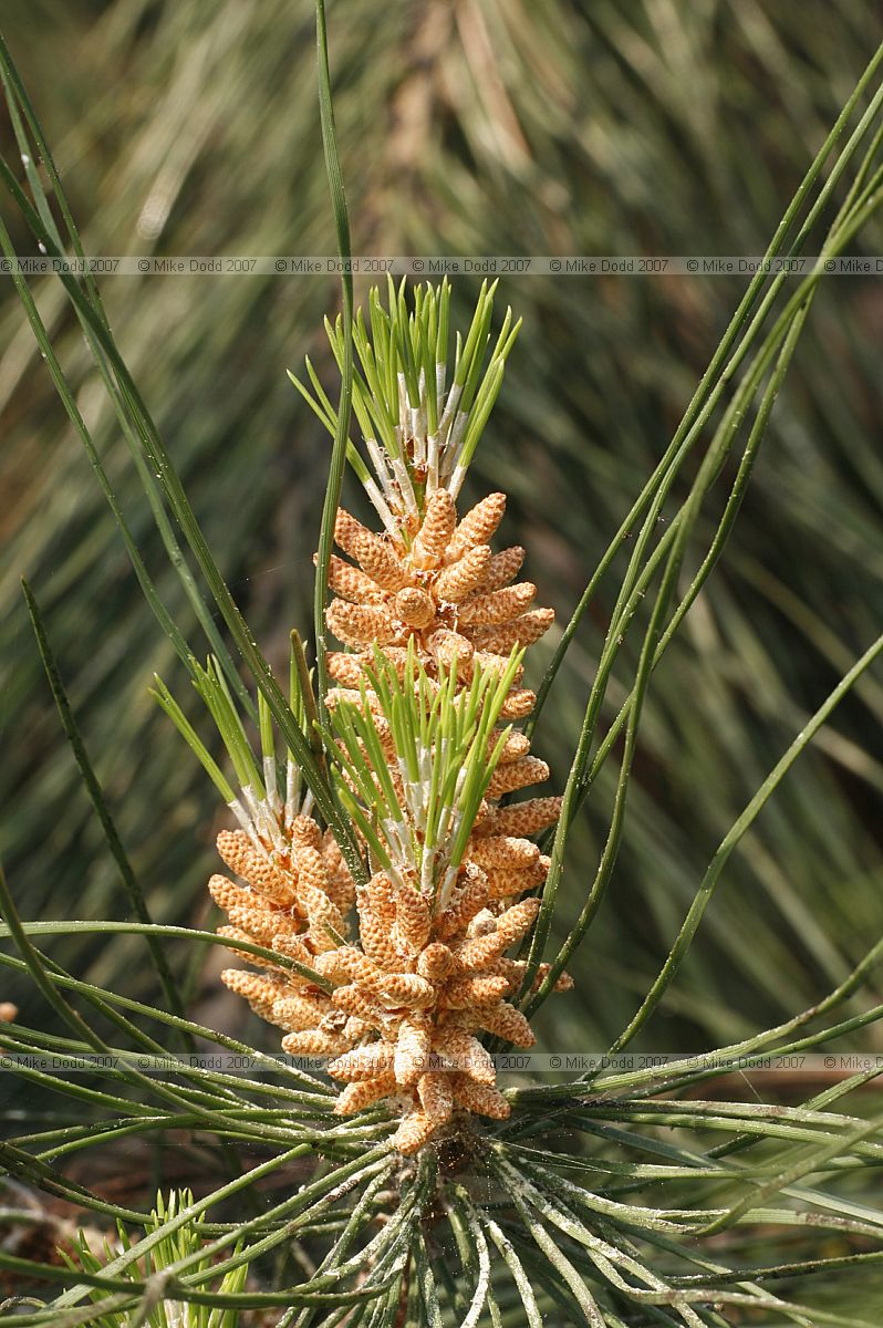 Pinus pinea Stone pine