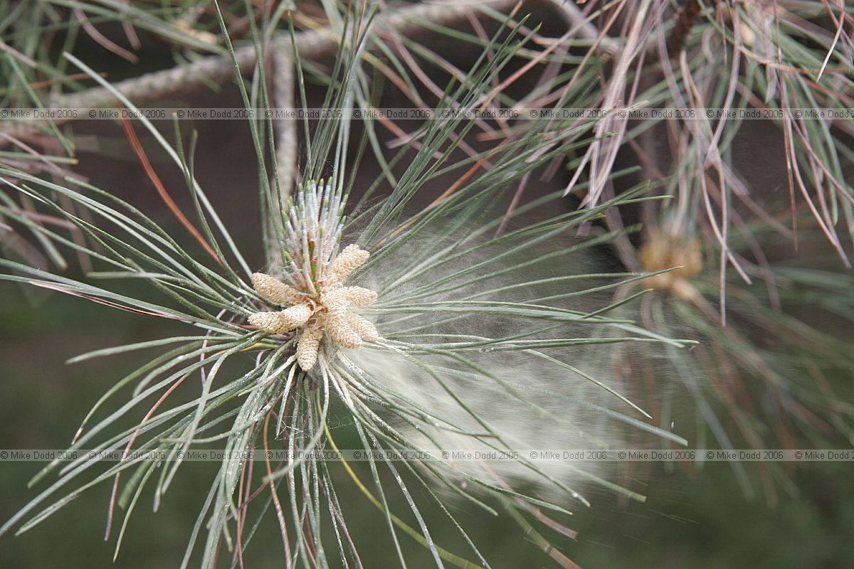 Pine pollen being shed from flowers