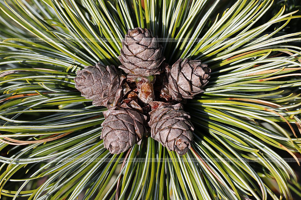 Pinus pumila 'Draijer's Dwarf'