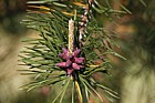 Pinus pungens Table mountain pine