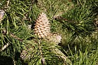 Pinus pungens Table Mountain Pine
