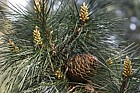 Pinus radiata Monterey Pine